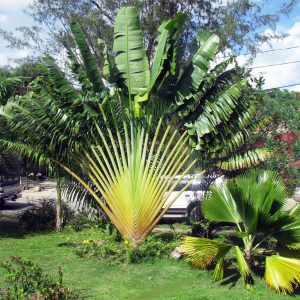 Cây Chuối Rẻ Quạt