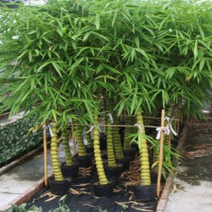 Cây Trúc Đùi Ếch